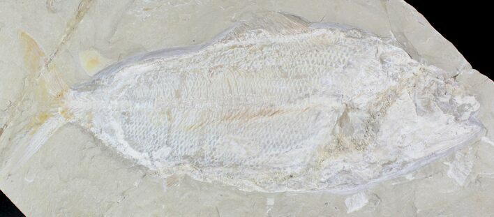 Rare Fossil Fish (Hakelia) From Lebanon - Cyber Monday Deal! #23998